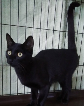 ベタベタ・ゴロゴロの黒猫ブラッキー君