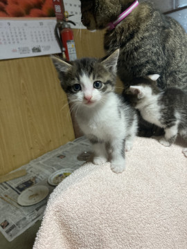 僕の飼い主さんになってね!