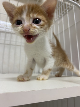 甘えん坊の男の子♡おかきくん