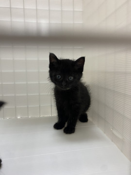 丸顔でかわいい♡黒猫のうめちゃん
