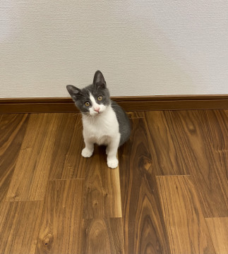 綺麗なグレーなハチワレくん❤️