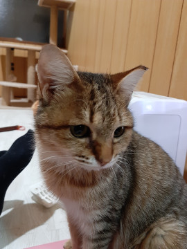 チョー丸顔、鼻ペチャ薄茶のキジトラさん