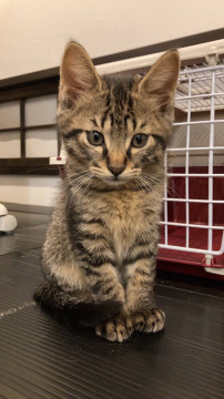 ワイルド系キジ猫ちゃん(2ヵ月半)