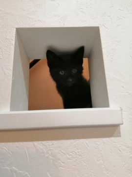 超可愛い黒猫ちゃん(トライアル決定)