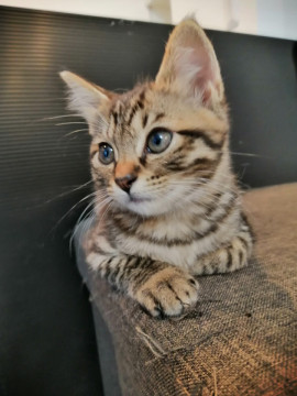 超可愛いキジ猫ちゃん里親決定しました!