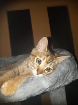 保護子猫 臆病なのに好奇心旺盛