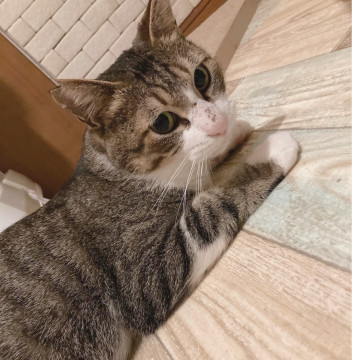 食いしん坊甘えん坊?キジシロチビ太