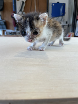 もうすぐ生後1ヶ月、小さな三毛猫