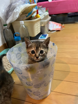 茶色キジ