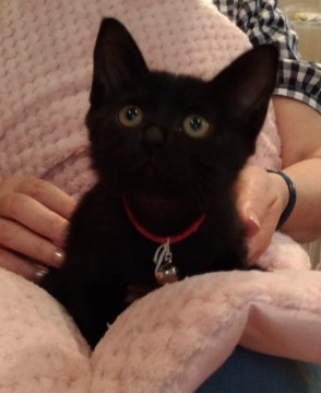 可愛黒猫3ヶ月