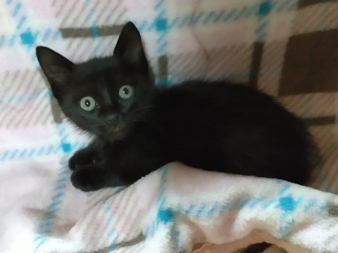 生後1ヵ月半、可愛い黒子猫
