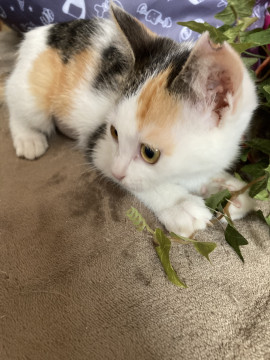 2ヵ月半手術済み可愛いミケちゃん
