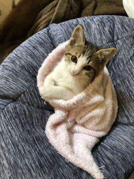 かわいいキジシロちゃん!