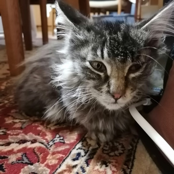 おとなしい仔猫