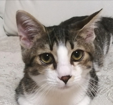 おだやかなキジ白くん