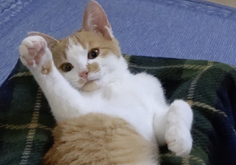 快眠快便快食☆飼いやすい男の子
