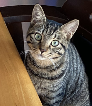 ガッチリムッチリ大人っぽい子猫くん