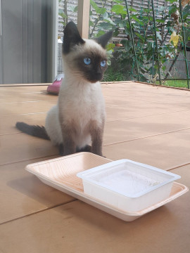 希少!とてもかわいいシャム猫ちゃん