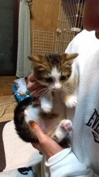 ぽっちゃりかわいいぱん