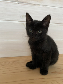 ちょっとやるゼロな感じの黒猫ちゃん☆