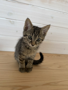 キジちゃんです^ ^