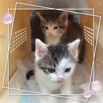 かわいい子猫 オスとメスの兄妹