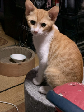 可愛い茶白の男の子