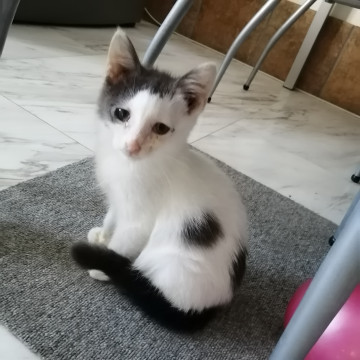 美猫