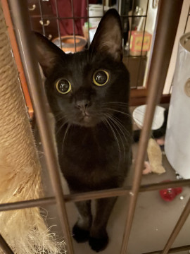 可愛らしいお顔と声の黒猫ちゃん