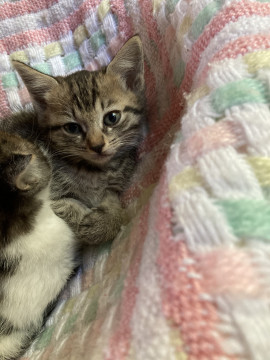 私の飼い主さんになってね!
