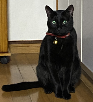 甘えん坊の黒猫くん