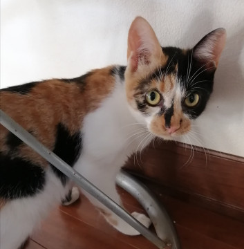 とても人懐こい三毛猫ちゃん