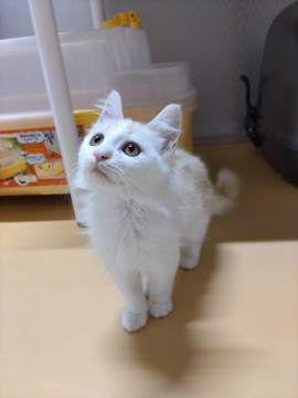 長毛のチャーくん