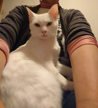 くるりんしっぽのしろねこ雪ちゃん