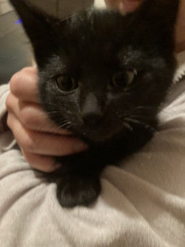 ちょっとヒビりな黒猫ちゃん
