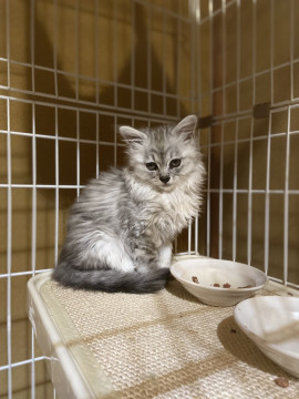 ふわふわ子猫