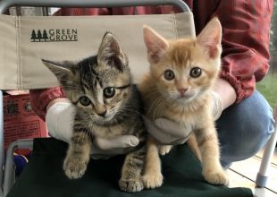 秋田県の猫の里親募集 能代市 ネコジルシ