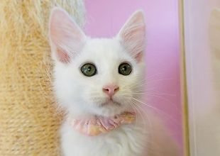 長毛✨白猫ちゃんっ✨33センチ(*´艸｀*)里親様募集❣❣(ΦωΦ)ネコ 