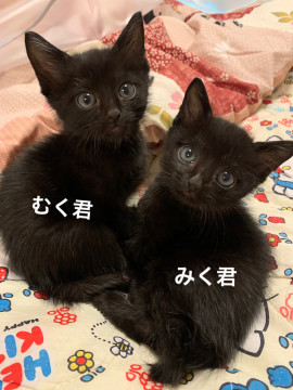 トライアル決定 生後1ヶ月 男の子