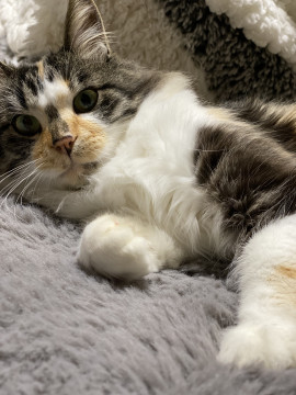 三毛猫長毛さん