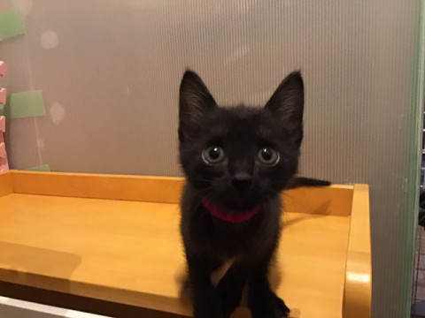 超美形の黒猫ちゃん