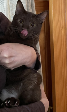 エンジェルマークのある幸福の猫です。