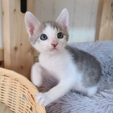 パステルグレーのやんちゃでハンサムくん♥
