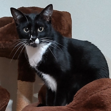 毛並みつやつや！フリルブラウスの王子様