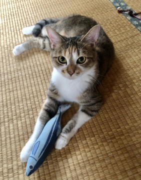 一途な愛を。きくちゃん 3歳