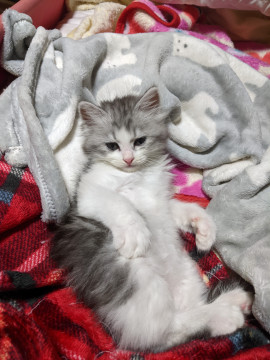 キレイなグレー色の仔猫