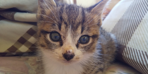 元気でやんちゃな子猫です