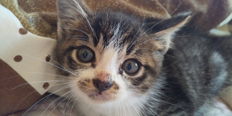 ちょっと人見知りな子猫です