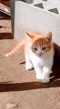 【急募】シャム猫母と3匹の子猫