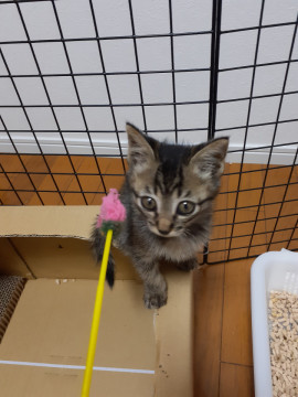 ❤元気いっぱいキジ猫ちゃん❤
